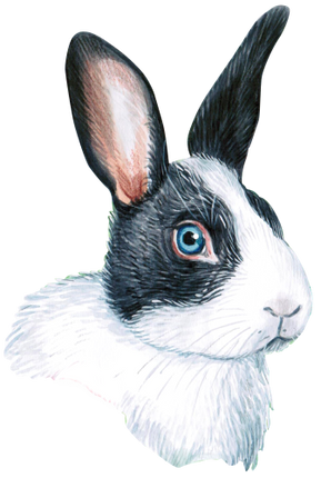 (s053-2-B) Watercolor Bunny Rabbit