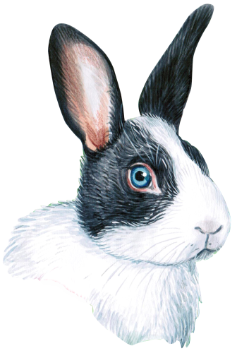 (s053-2-B) Watercolor Bunny Rabbit