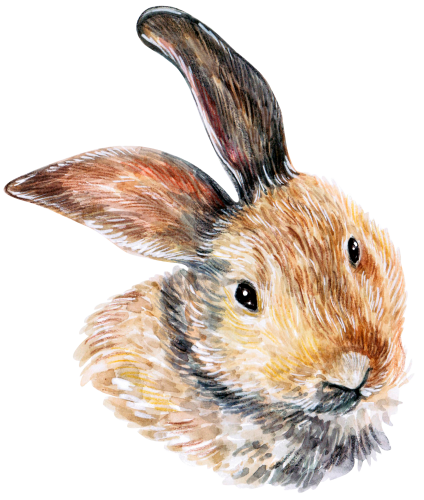 (s053-2-C) Watercolor Bunny Rabbit