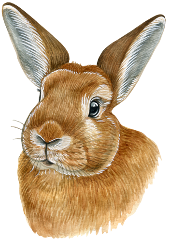 (s053-2-E) Watercolor Bunny Rabbit