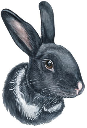 (s053-2-F) Watercolor Bunny Rabbit