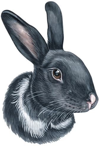 (s053-2-F) Watercolor Bunny Rabbit