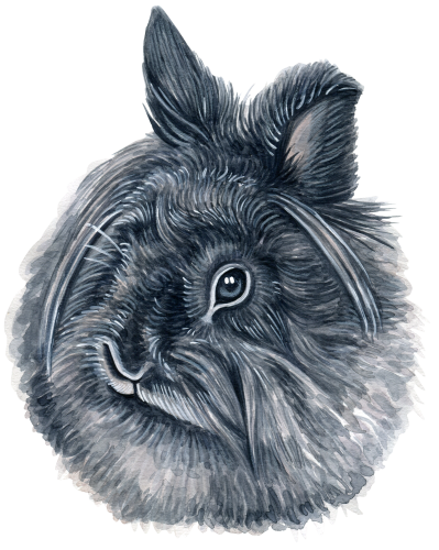 (s053-2-H) Watercolor Bunny Rabbit