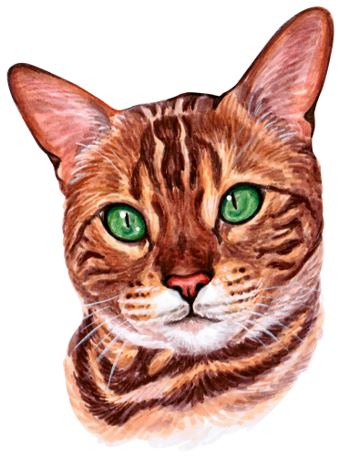 (s053-3-1S) Watercolor Cat Face