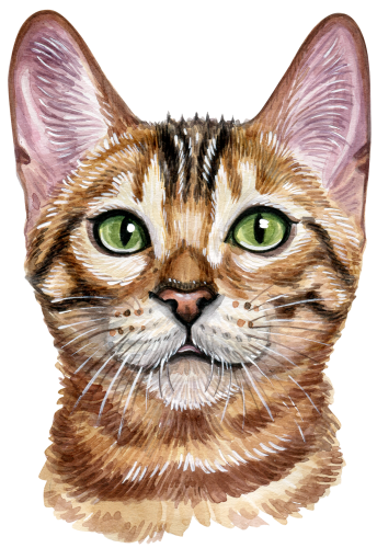 (s053-3-1A) Watercolor Cat Face