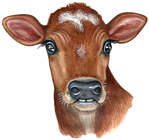 (s053-4A) Cow Face