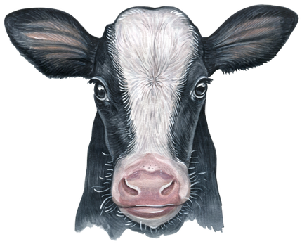 (s053-4B) Cow Face