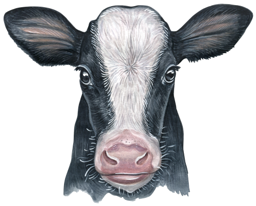 (s053-4B) Cow Face