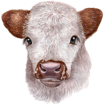 (s053-4C) Cow Face
