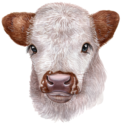(s053-4C) Cow Face