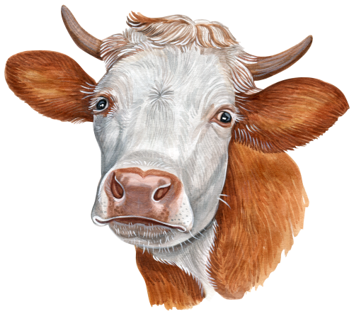 (s053-4F) Cow Face