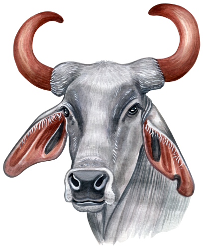 (s053-4G) Cow Face