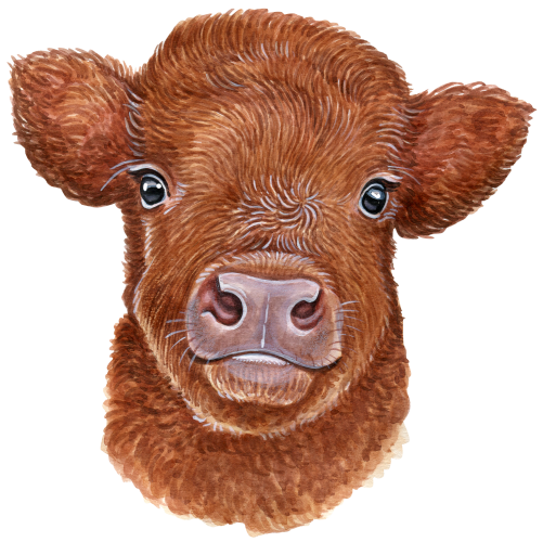 (s053-4H) Cow Face