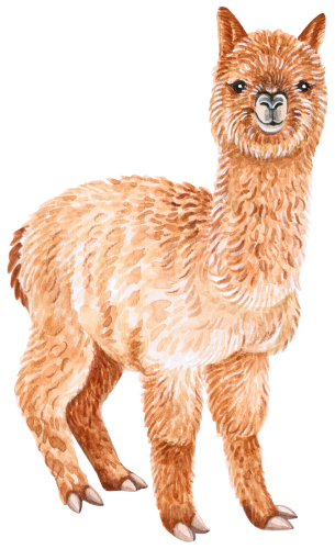(s053-5-A) Alpaca Llama