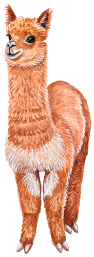 (s053-5-B) Alpaca Llama