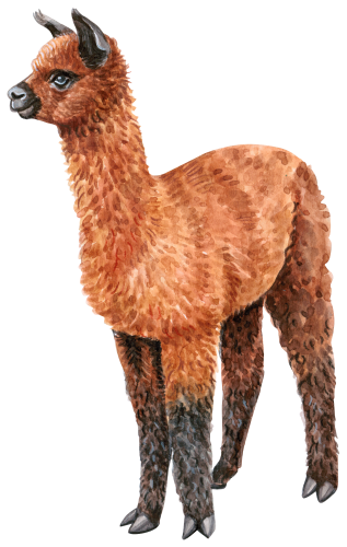 (s053-5-C) Alpaca Llama