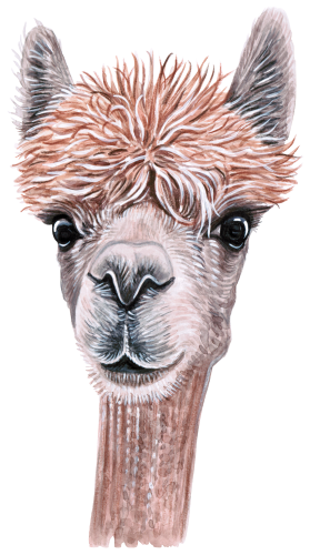 (s053-5-D) Alpaca Llama Face