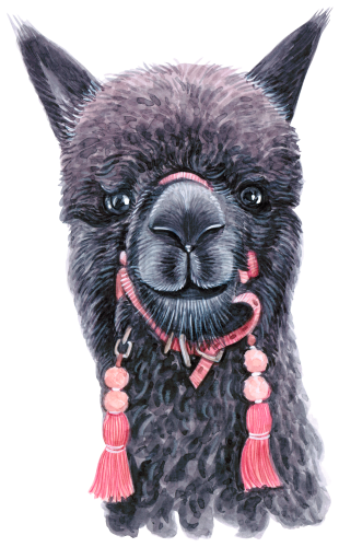 (s053-5-E) Alpaca Llama Face