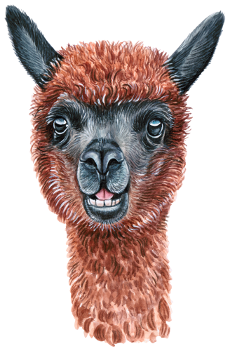(s053-5-F) Alpaca Llama Face
