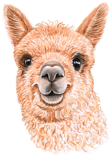 (s053-5-G) Alpaca Llama Face
