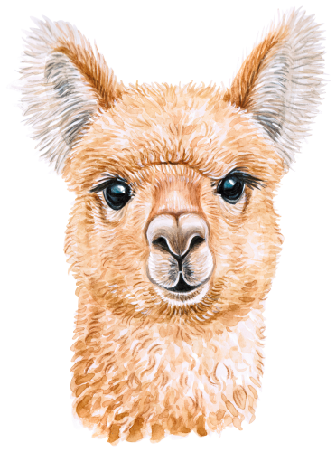 (s053-5-H) Alpaca Llama Face