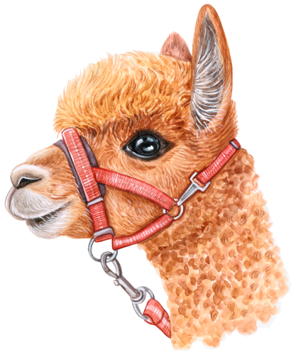 (s053-5-I) Alpaca Llama Face