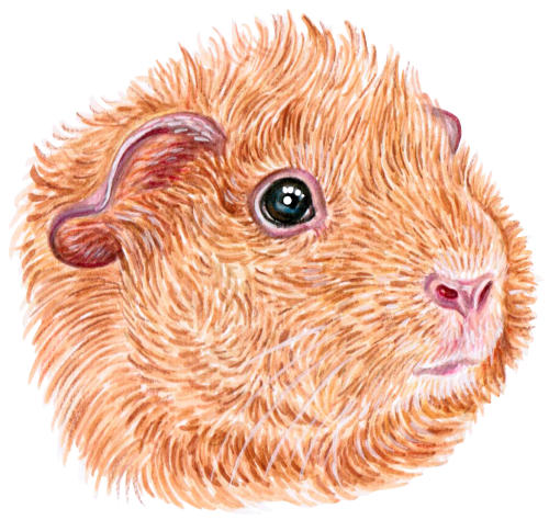 (s053-6-A) Guinea Pig