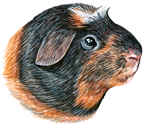 (s053-6-B) Guinea Pig