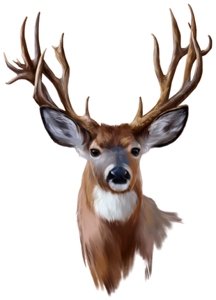(s063-6-1A) Deer Buck