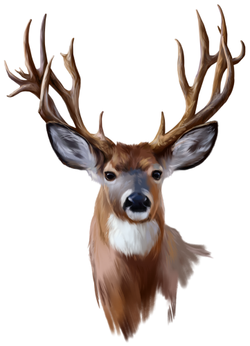 (s063-6-1A) Deer Buck