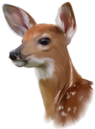 (s063-6-1B) Deer Doe