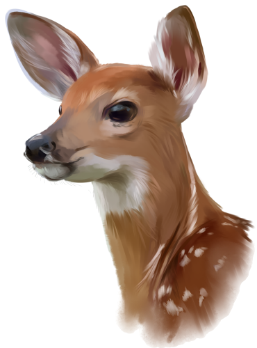 (s063-6-1B) Deer Doe