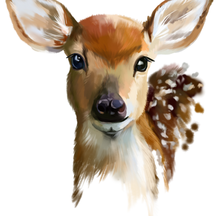 (s063-6-1D) Deer Fawn