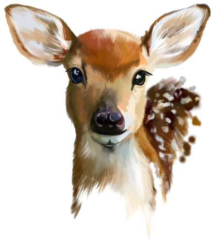 (s063-6-1D) Deer Fawn