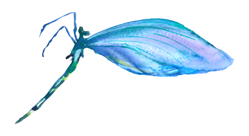 (s007-3A) Dragonfly