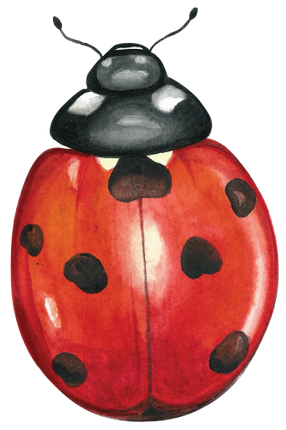 (s007-2F) Ladybug