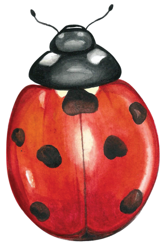 (s007-2F) Ladybug