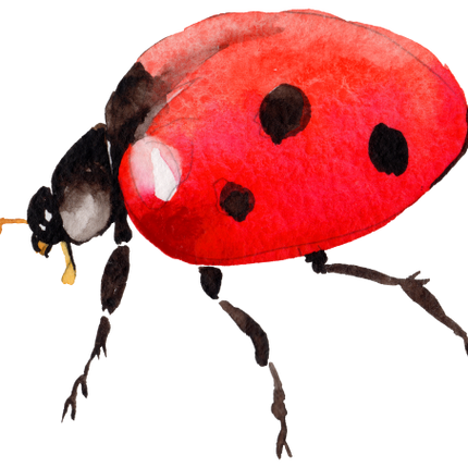 (s007-2G) Ladybug
