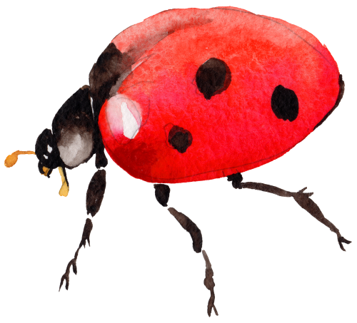 (s007-2G) Ladybug