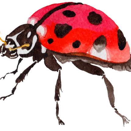 (s007-2H) Ladybug