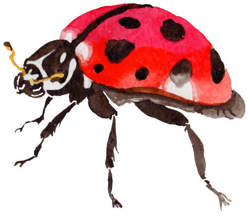 (s007-2H) Ladybug