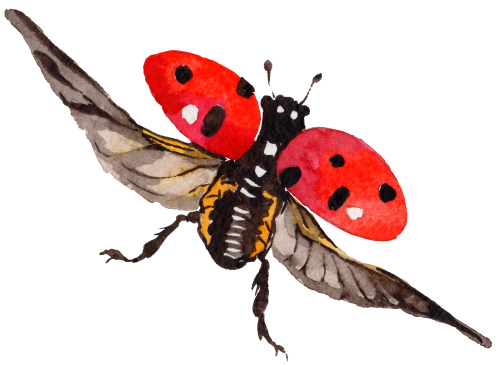 (s007-2I) Ladybug
