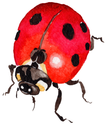 (s007-2J) Ladybug