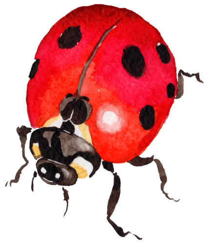 (s007-2J) Ladybug