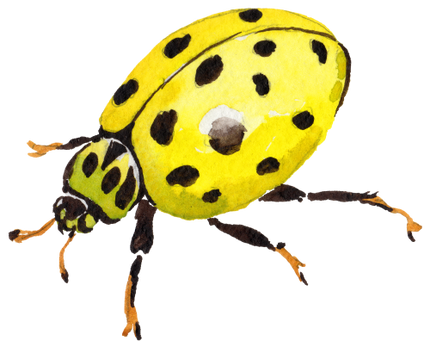 (s007-2K) Ladybug