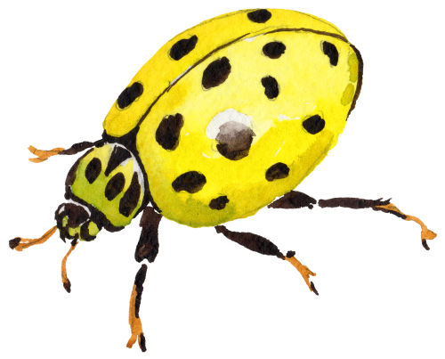 (s007-2K) Ladybug