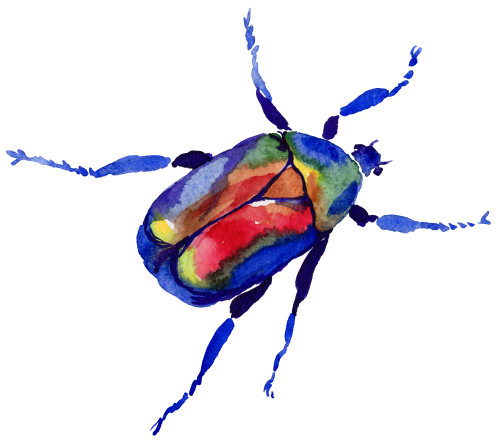 (s007-2L) Beetle