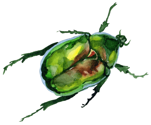 (s007-2M) Beetle