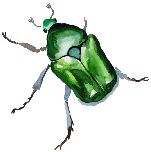 (s007-2N) Beetle