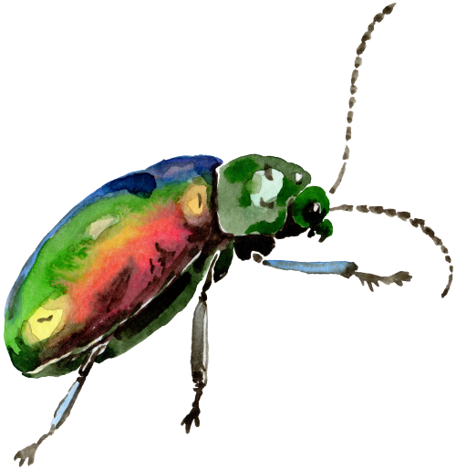 (s007-2O) Beetle